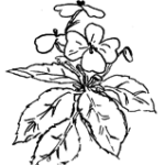 Clipart di pianta con tre fiori